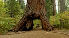 Calaveras Big Trees