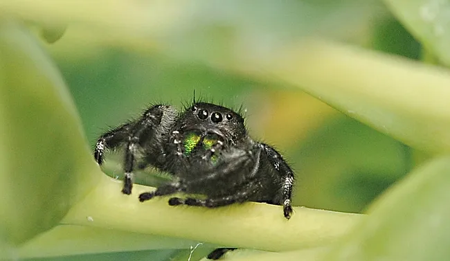 A jumping spider, probably Phidippus johnsoni, eyes the photographer. (Photo by Kathy Keatley Garvey)