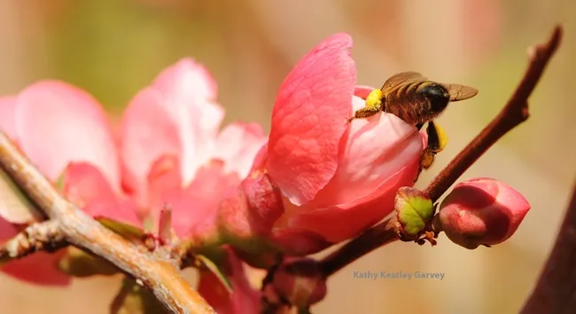 Upsy daisy! (Photo by Kathy Keatley Garvey)