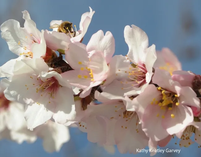 Peek-a-bee. (Photo by Kathy Keatley Garvey)