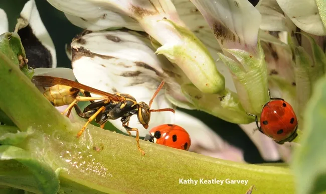Paper wasp from the genus Mischocyttarus, goes head to head with a ladybug. (Photo by Kathy Keatley Garvey)