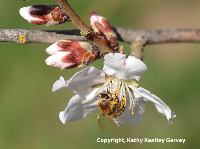 Honey bee foraging in almond blossoms. (Photo by Kathy Keatley Garvey)