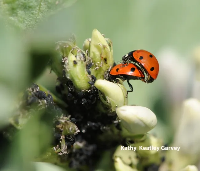 Ladybugs in the fava beans at the Haagen-Dazs Honey Bee Haven, UC Davis. (Photo by Kathy Keatley Garvey)