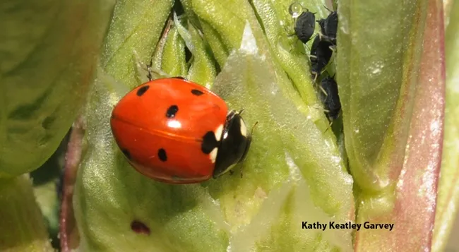 Ladybug crawls past some aphids. (Photo by Kathy Keatley Garvey)