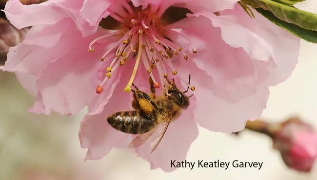Pollen-packing honey bee. (Photo by Kathy Keatley Garvey)