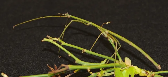 Close-up of walking stick. (Photo by Kathy Keatley Garvey)