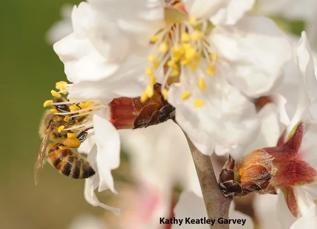 Honey bee working an almond blossom on the grounds of the Harry H. Laidlaw Jr. Honey Bee Research Facility at UC Davis. (Photo by Kathy Keatley Garvey)