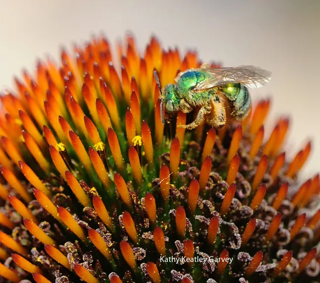 A green sweat bee (Agapostemon texanus), on a cone flower at the Haagen-Dazs Honey Bee Haven. (Photo by Kathy Keatley Garvey)