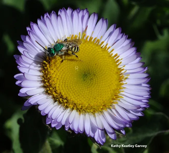 Male green sweat bee, Agapostemon texanus, nectaring on a seaside daisy, the Erigeron glaucus Wayne Roderick at Tomales Bay. (Photo by Kathy Keatley Garvey)