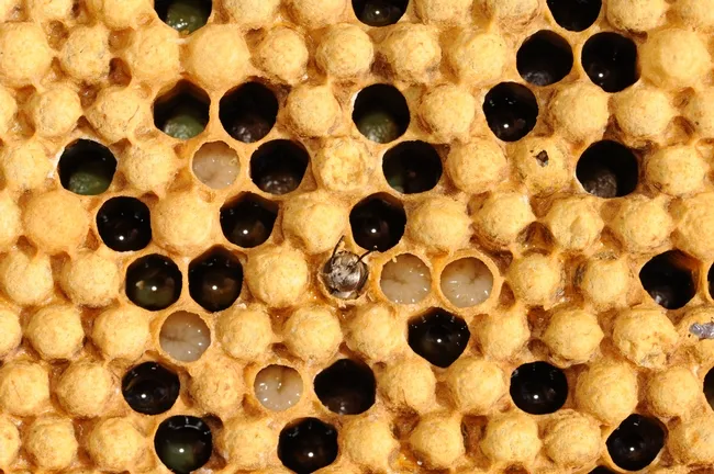 Drone (male bee) emerging from drone comb. (Photo by Kathy Keatley Garvey)