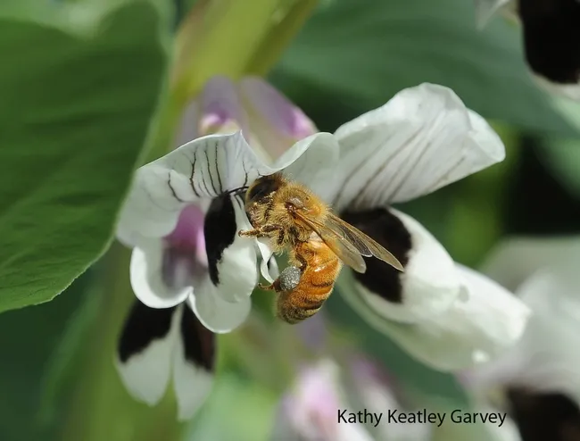 Honey bee foraging on the fava beans. Note the gray load of pollen. (Photo by Kathy Keatley Garvey)