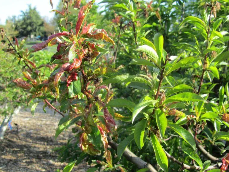 Untreated (left) - Treated (right)<br>(click to enlarge)