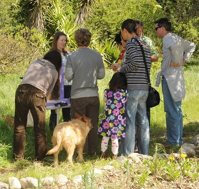 Beekeeper Elizabeth Frost (facing camera), a staff research associate at UC Davis, brought along a bee observation hive. (Photo by Kathy Keatley Garvey)