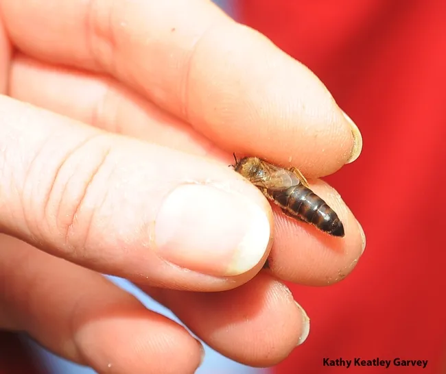 Bee breeder-geneticist Susan Cobey of UC Davis and Washington State University shows how to hold a queen--by the thorax. (Photo by Kathy Keatley Garvey)