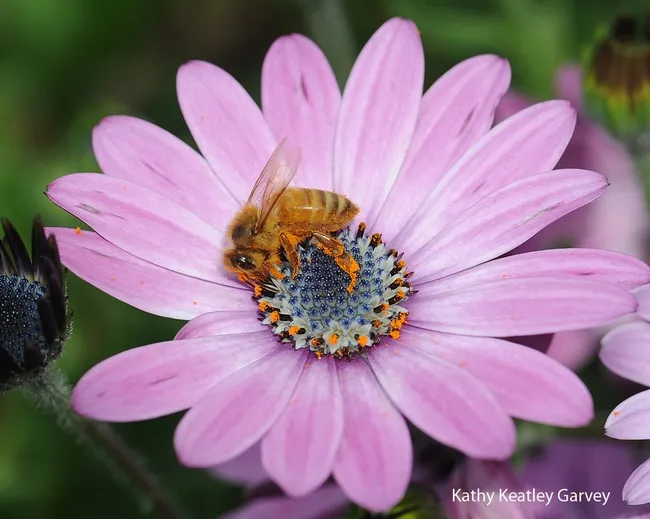Honey bee collecting pollen on an African daisy. (Photo by Kathy Keatley Garvey)