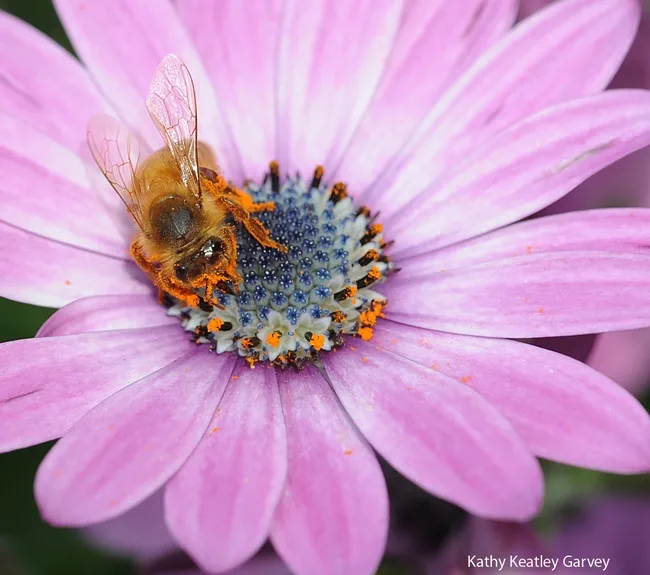 Close-up of bee covered with pollen. (Photo by Kathy Keatley Garvey