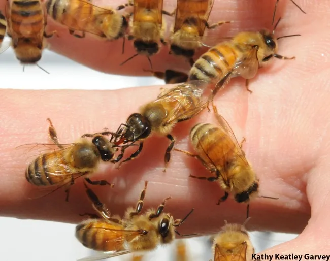 Honey bees in a 2008 swarm feed each other on the hand of Eric Mussen, UC Davis. (Photo by Kathy Keatley Garvey)