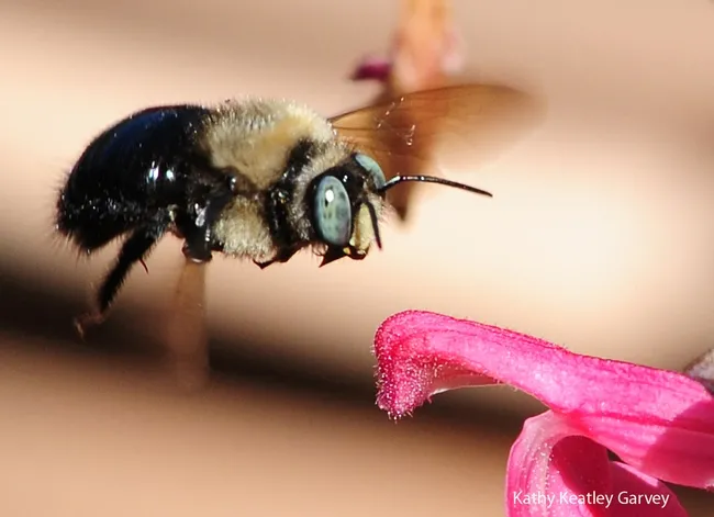 Male carpenter bee, Xylocopa tabaniformis orpifex, in flight. (Photo by Kathy Keatley Garvey)