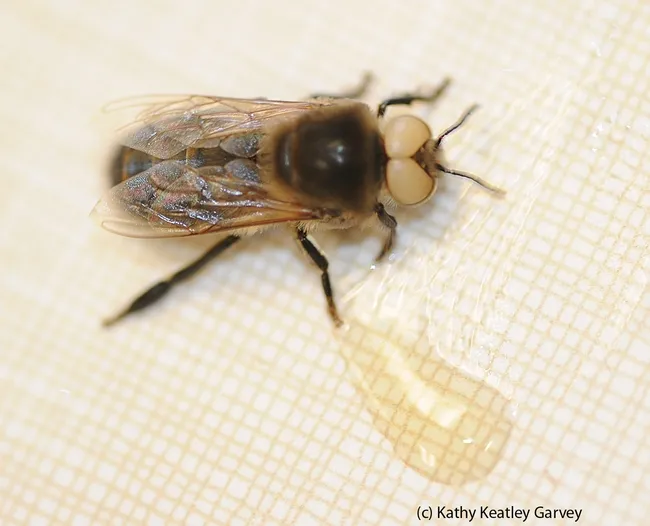 This is a white-eyed Caucasian (dark) honey bee drone. White-eyed drones are blind. In the foreground is honey. (Photo by Kathy Keatley Garvey)