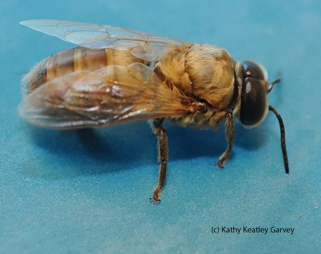 This is a normal drone (male) honey bee. (Photo by Kathy Keatley Garvey)