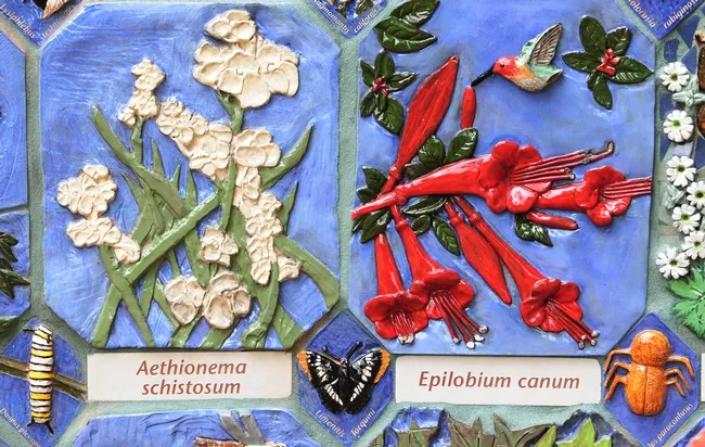Aethionema schistosum or fragrant Persian stonecress with Epilobium canum or hummingbird trumpet. (Photo by Kathy Keatley Garvey)