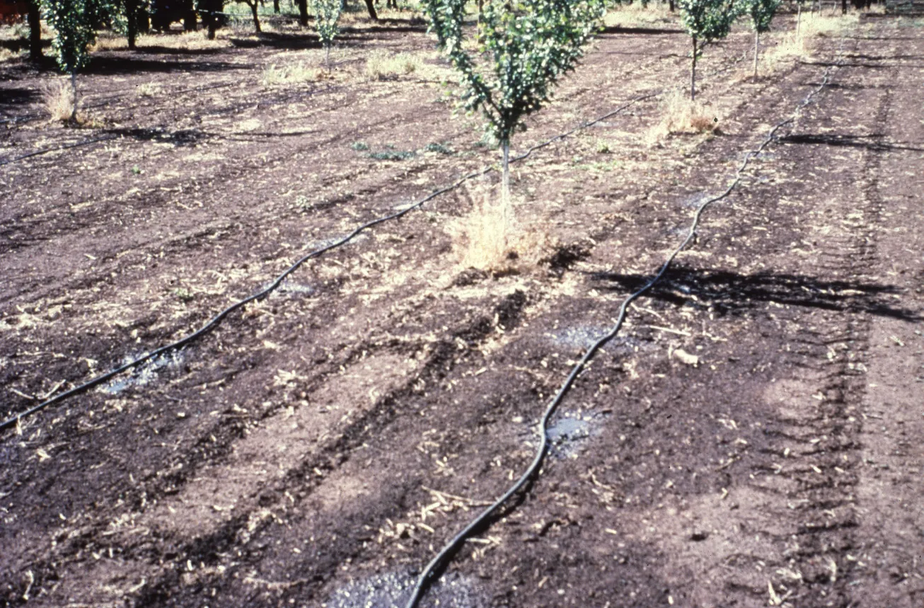 Double-line surface drip used in a young orchard. Photo: L. Schwankl.