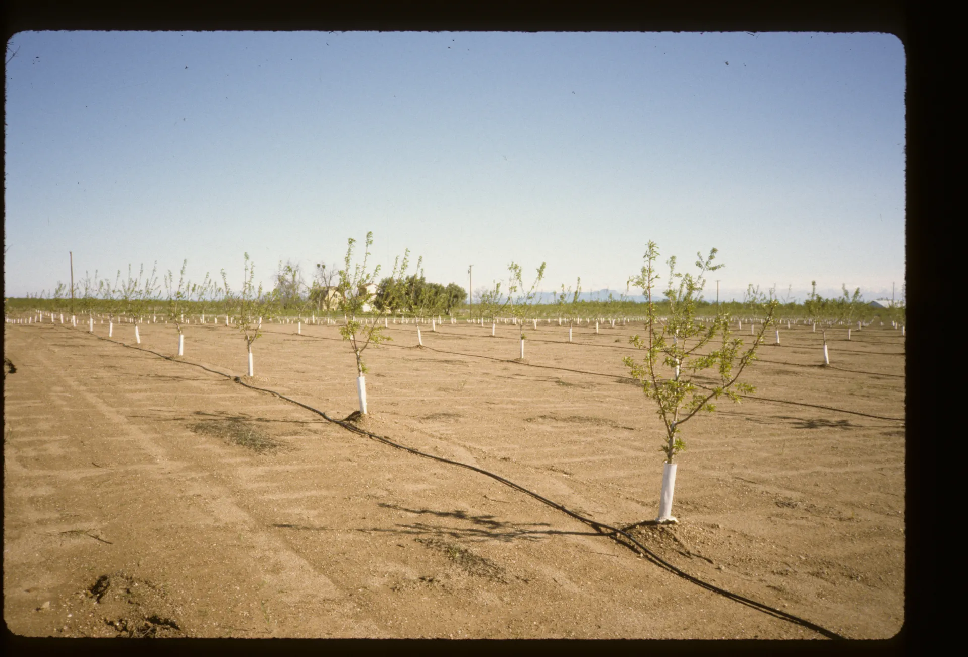 Single-line drip system used in a young orchard. Photo: L. Schwankl.