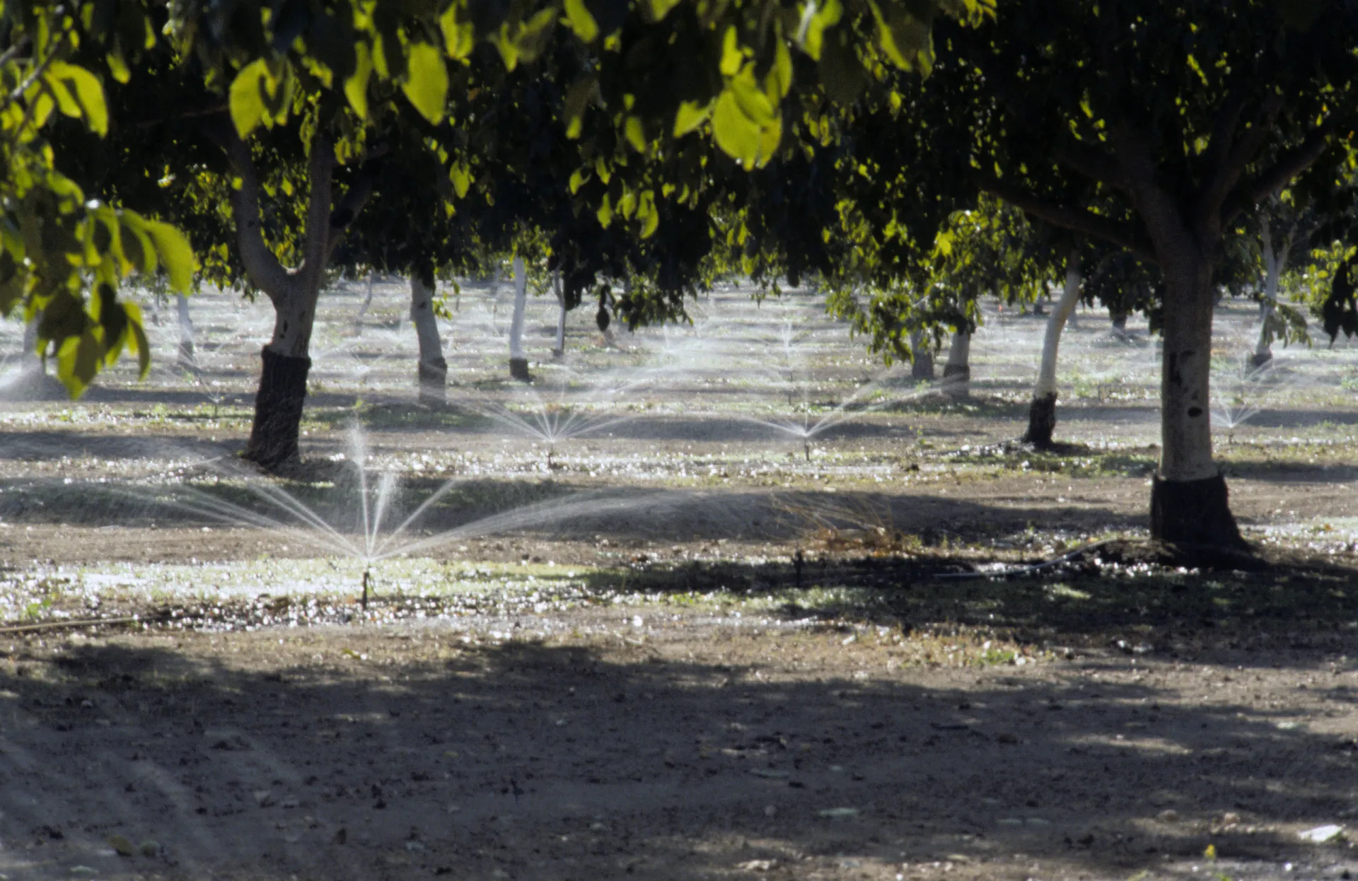 Microsprinkler irrigation use in a walnut orchard. Photo: L. Schwankl.
