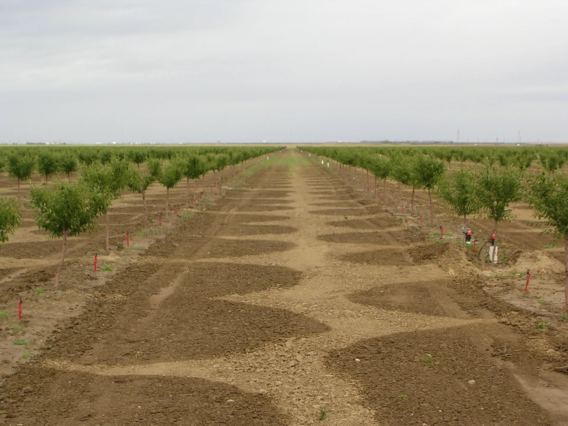 Microsprinkler use in a young almond orchard. Photo: L. Schwankl.