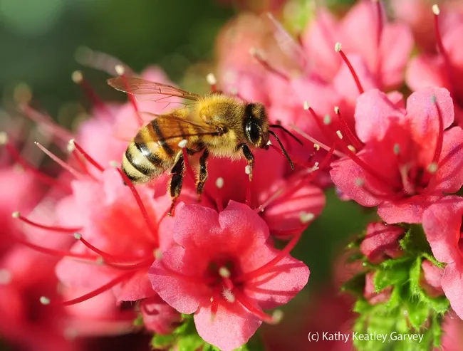 Honey bee foraging in a tower of jewels. (Photo by Kathy Keatley Garvey)
