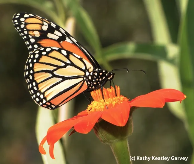A monarch butterfly foraging on a Mexican sunflower in the Haagen-Dazs Honey Bee Haven, UC Davis. (Photo by Kathy Keatley Garvey)