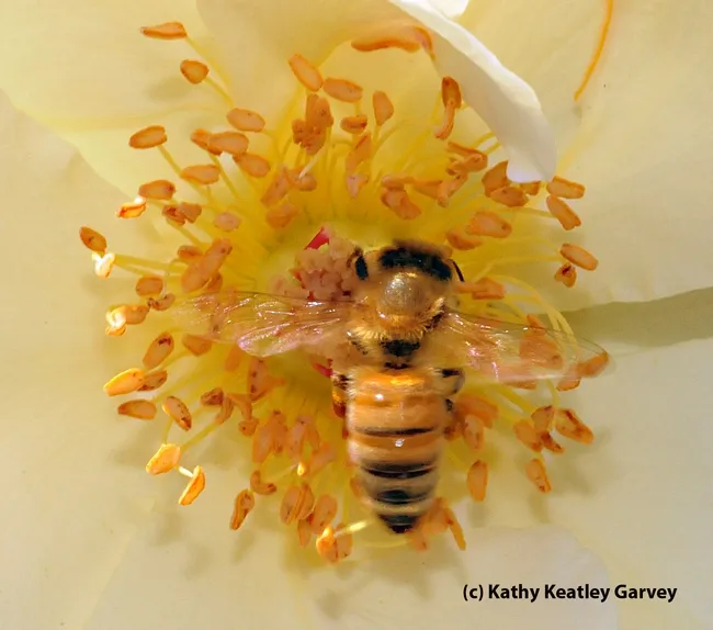 Honey bee blends into a rose. (Photo by Kathy Keatley Garvey)