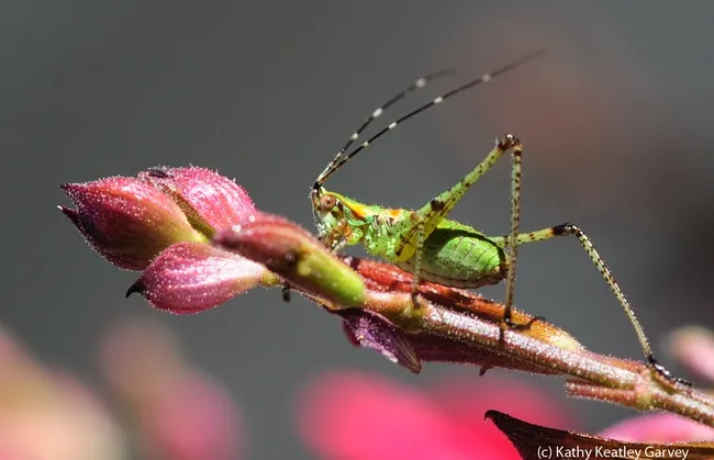 Fork-tailed bush katydid on salvia. (Photo by Kathy Keatley Garvey)