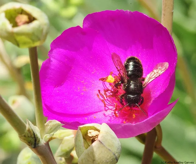 Female leafcutting bee, Megachile gemula, exiting rock purslane. (Photo by Kathy Keatley Garvey)