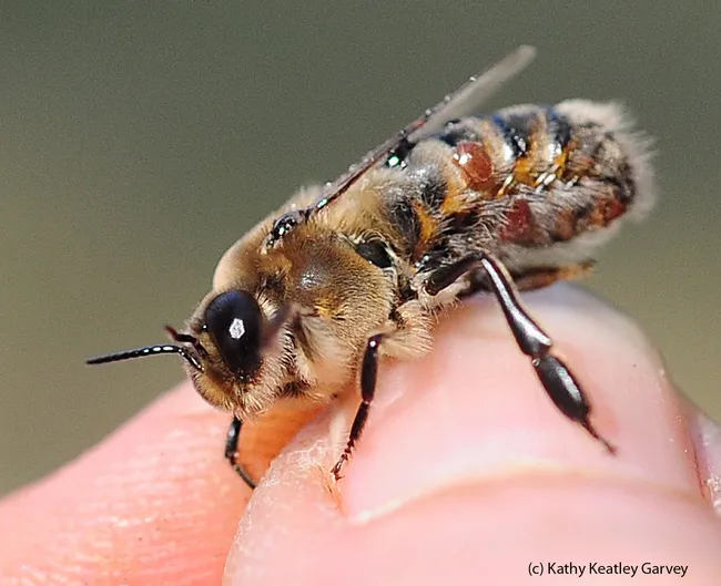 The lifespan of this mite-infested drone will be short. The brownish-orange "bumps" are varroa mites. (Photo by Kathy Keatley Garvey)