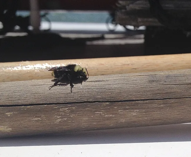 Yellow-faced bumble bee lands on The Morning Star. (Photo taken with an IPhone)