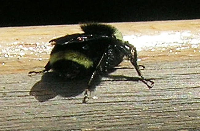 The characteristic yellow band on the abdomen of Bombus vosnesenskii. The bee landed on the boat and then after a 10-minute rest, took off.