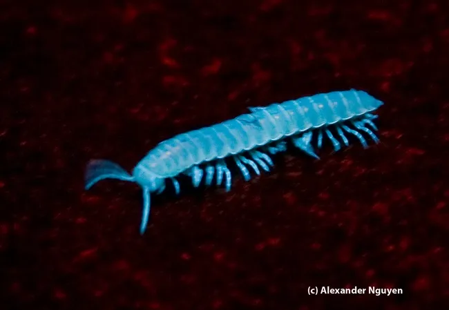 This millipede (Xystocheir dissecta) glows under ultraviolet light. Alexander Nguyen of the UC Davis Entomology Club captured this image on Alcatraz, during one of UC Davis forensic entomologist Robert Kimsey's field trips.