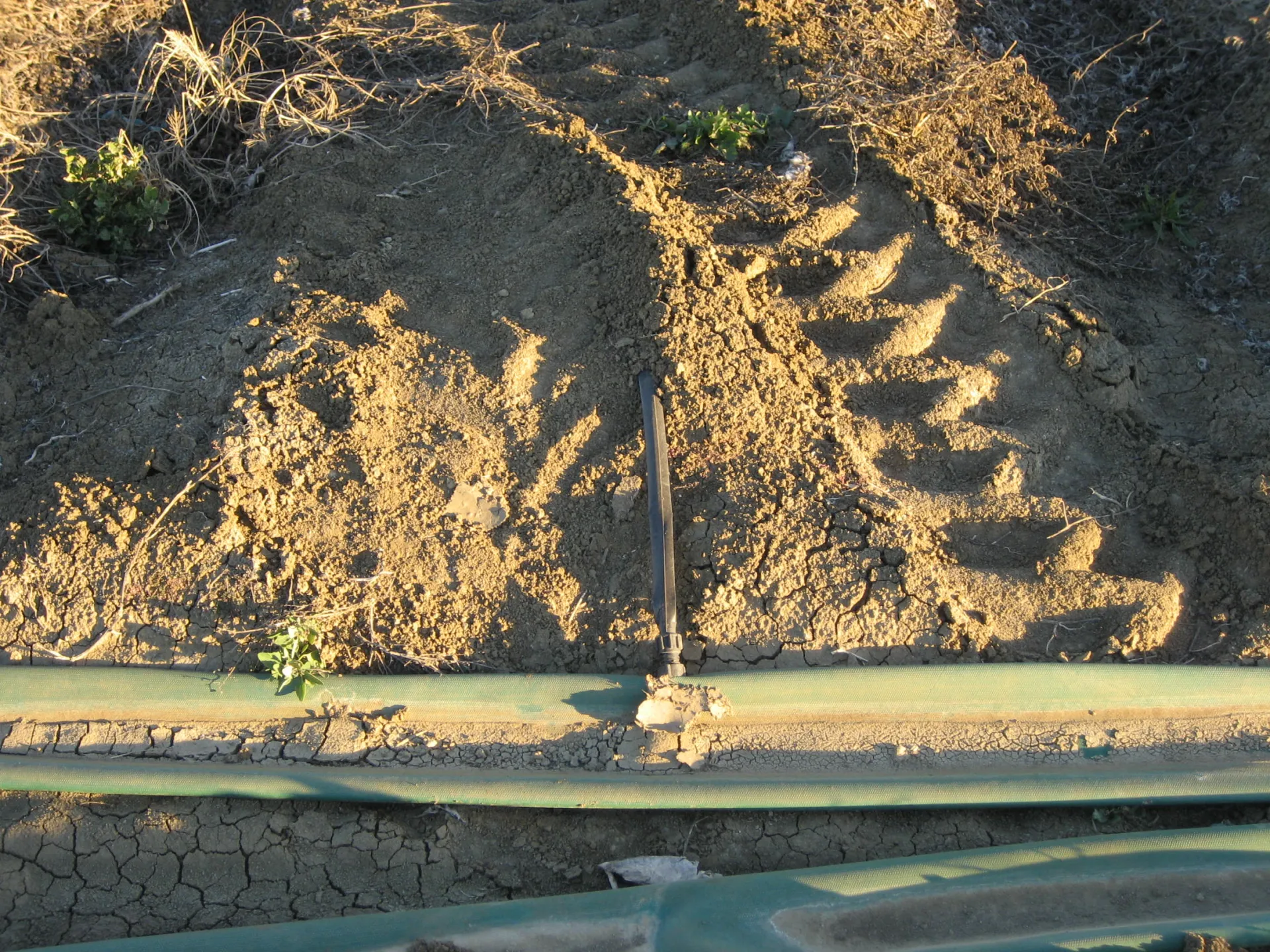 Drip tape connected directly into layflat hose. Photo: L. Schwankl.