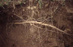 Subsurface drip tubing excavated in a walnut orchard. Notice the root growth around the drip tubing. Photo: L. Schwankl.