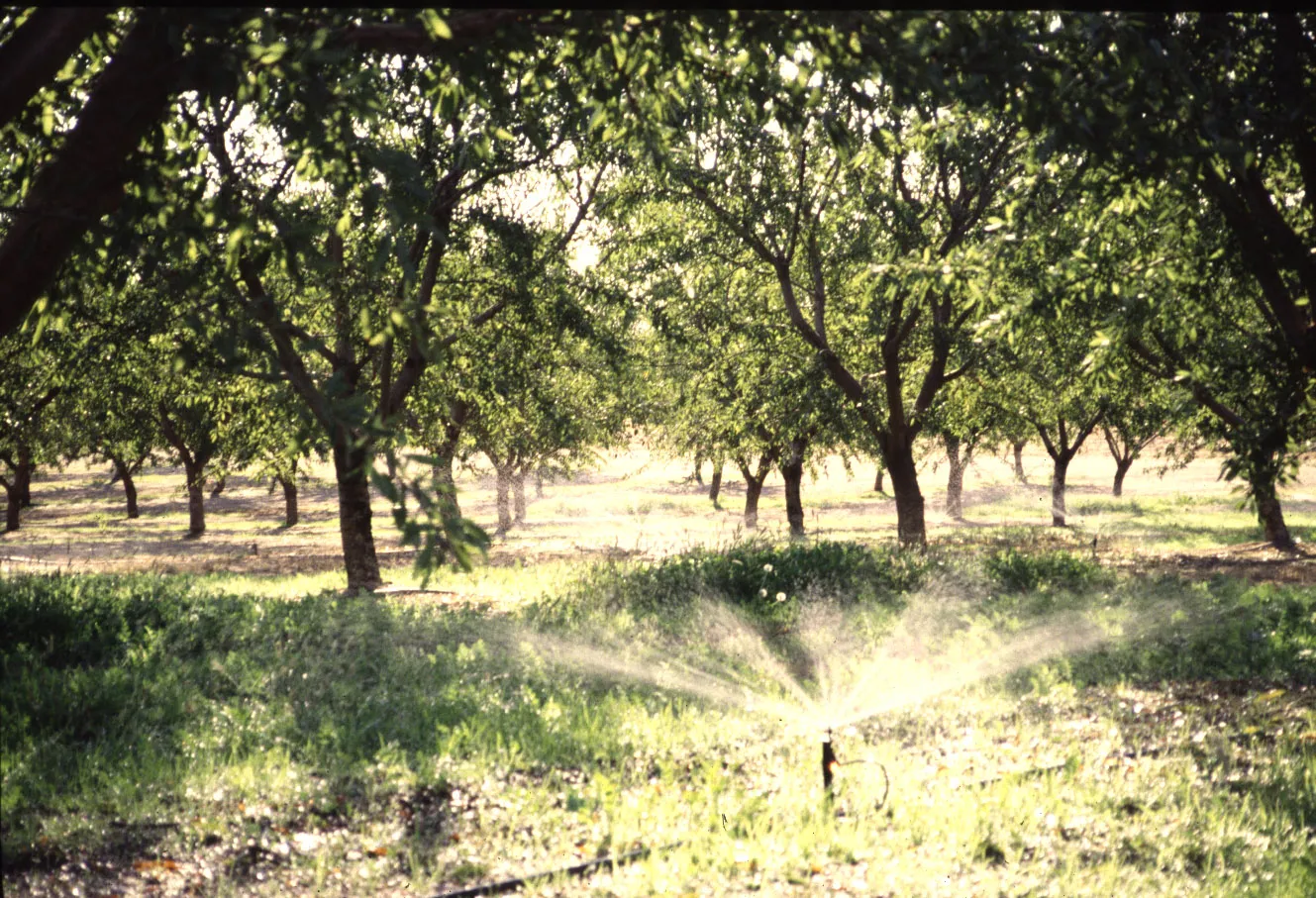 Microsprinkler irrigation in a walnut orchard. Photo: L. Schwankl.