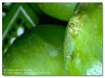 The tiny fig wasp, Blastophaga, pollinates the Calimyrna fig, as she moves between male and females figs. photo by Jack K. Clark, UC IPM Program