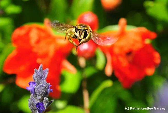 Male European wool carder bee is very territorial. Front, lavender blossoms. Back: pomegranate blossoms. (Photo by Kathy Keatley Garvey