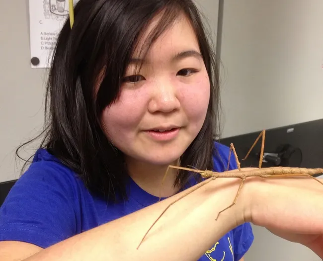 Ivana Li with a walking stick. (Photo by Fran Keller, Bohart Museum of Entomology)