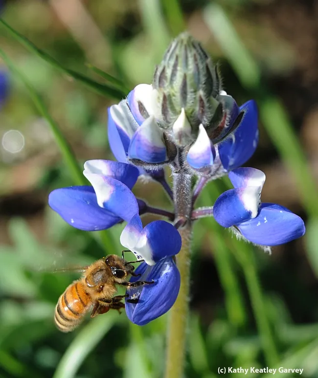 Honey bee touches down on "the landing strip" of a blue lupine. (Photo by Kathy Keatley Garvey)