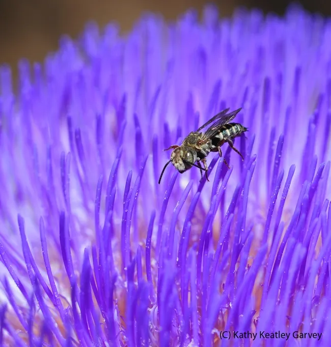 Male cuckoo leafcutting bee (genus Coelioxys) walking on an artichoke blossom. (Photo by Kathy Keatley Garvey)