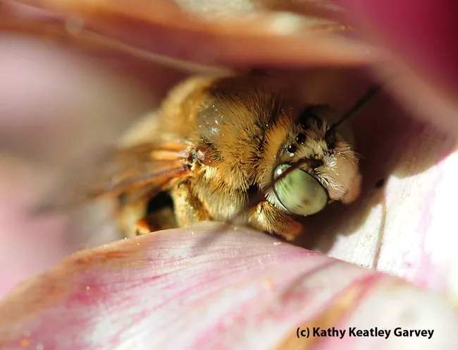 Long-horned sunflower bee tucked in a flowering artichoke. (Photo by Kathy Keatley Garvey)