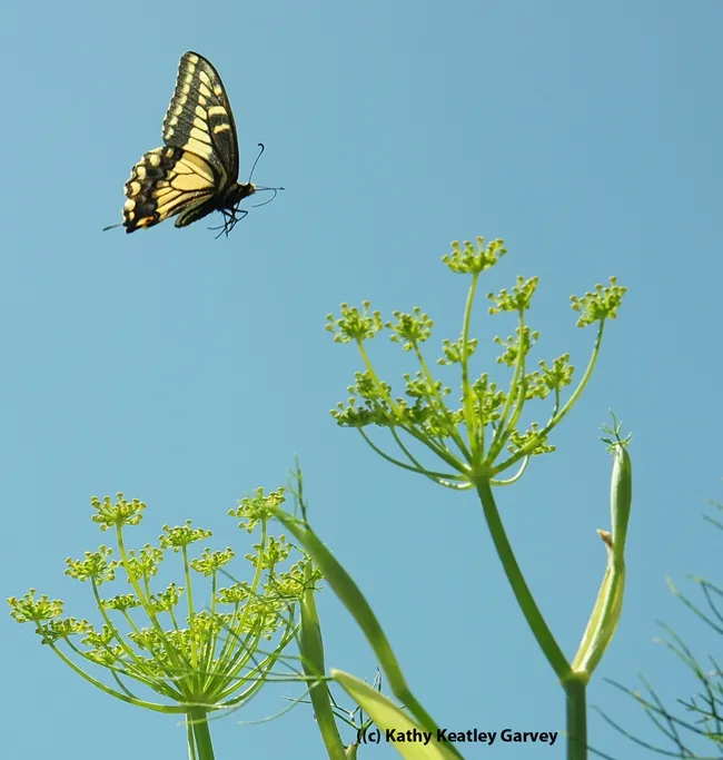 Up and away--the female anise swallowtail flutters away. (Photo by Kathy Keatley Garvey
