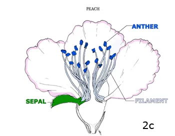 Figure 2c. An imperfect flower: male reproductive structures only.