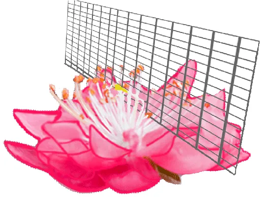 Figure 1. Diagram illustrating the longitudinal sectioning of a whole flower.
